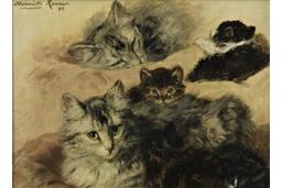 Studie van katten en kittens